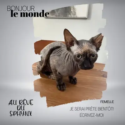 Adorable petit sphynx, View more