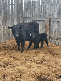 Cow calf pairs for sale!!