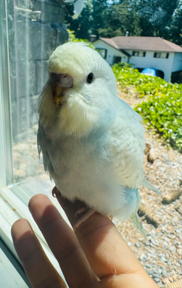 Tamed baby budgies❤️ in Birds for Rehoming in Abbotsford - Image 4