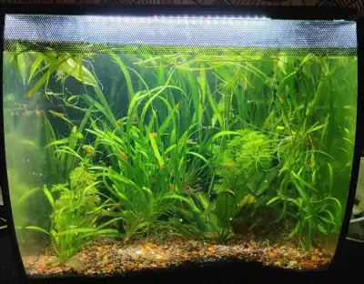 15 gallon orange shrimp colany , View more