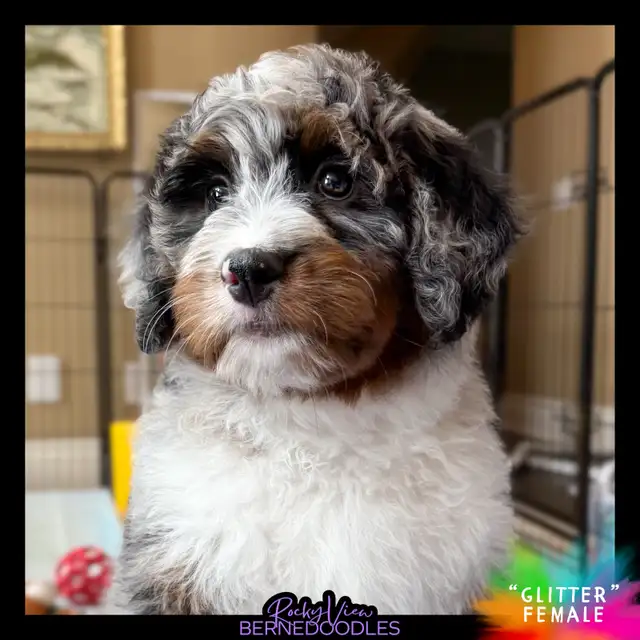 Mini-Bernedoodle Puppy Available in Dogs & Puppies for Rehoming in Markham / York Region - Image 4