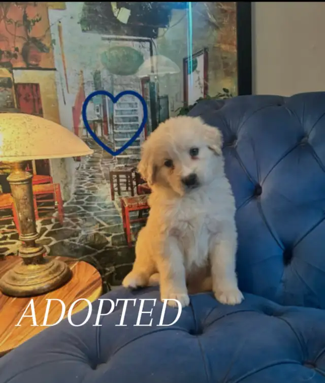 ALL ADOPTED White German Shepherd golden doodle puppies in Dogs & Puppies for Rehoming in Laval / North Shore - Image 2