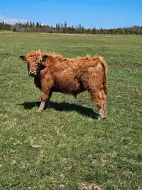 1 yr old Highland bull