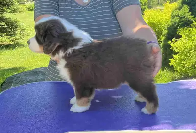 Miniature American Shepherd Puppies, View more