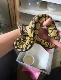 0.1 pastel special ball python 