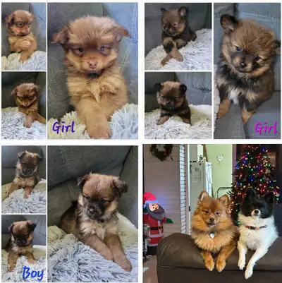 puppies for sale. (SOLD), View more