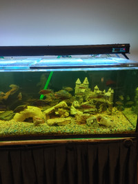 210 gallons aquarium and stand
