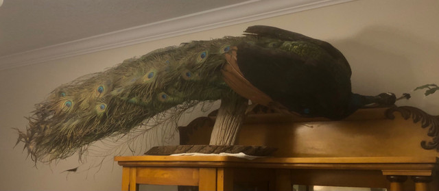 Father's Day Gift - Professional Taxidermy Real Peacock Mount in Arts & Collectibles in Kitchener / Waterloo - Image 4