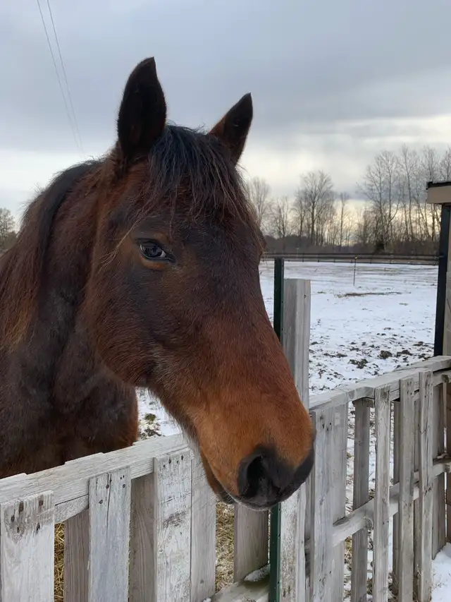 barn buddy