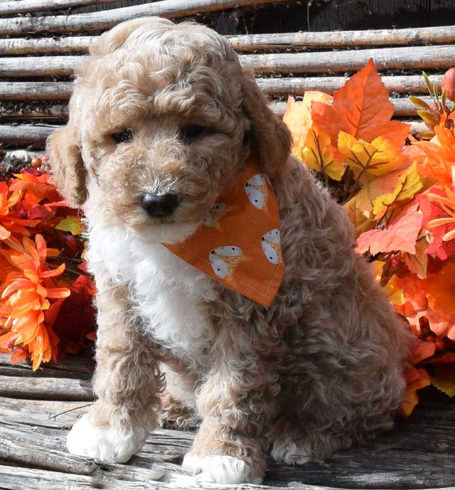 Mini (under 25lbs) Aussiedoodle/Goldendoodle Puppies! in Dogs & Puppies for Rehoming in Quesnel - Image 4