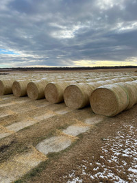 Wheat Straw Round Bales