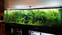 Aquarium live plants 