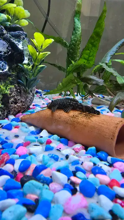 I have 2 BN plecos for sale. $5 each OBO