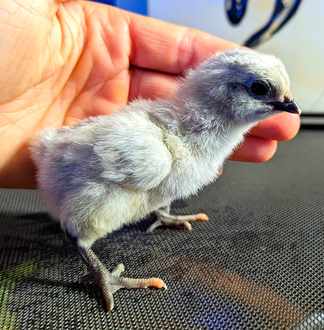 Lovely baby chickens  dans Animaux de ferme  à Laurentides - Image 3