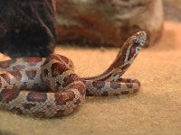 baby corn snake Kawartha Lakes Peterborough Area Preview