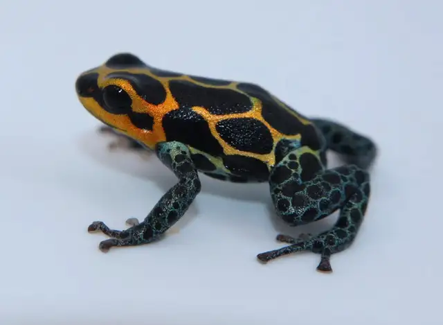 Ranitomeya imitator ‘Chazuta’ in Reptiles & Amphibians for Rehoming in North Shore - Image 4