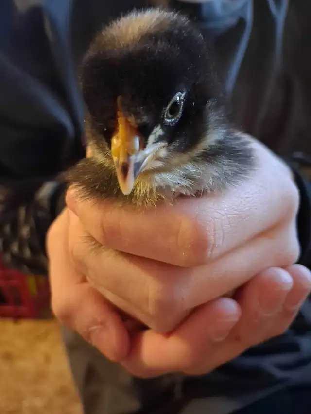 Dual heritage breed chicks in Livestock in Truro - Image 4
