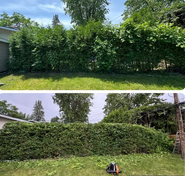 Landscaping & Hedge trimming in Lawn, Tree Maintenance & Eavestrough in Ottawa - Image 8