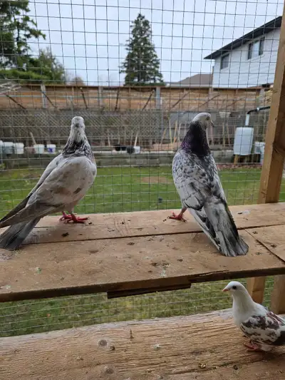 Tippler pigeon for sale, View more