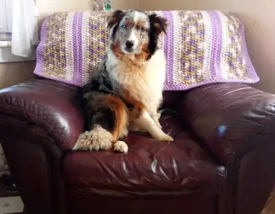 AUSTRALIAN SHEPHERDS!!, View more