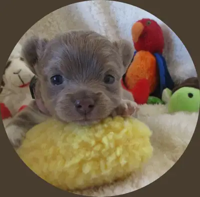 "Chihuahua  Puppy Long Haired Lilac Male", View more