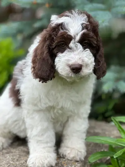golden doodles, View more