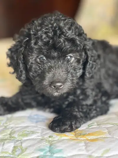 Handsome moyen/toy poodle, View more