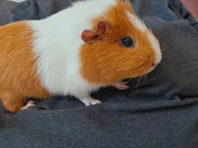 Female guinea pig, View more
