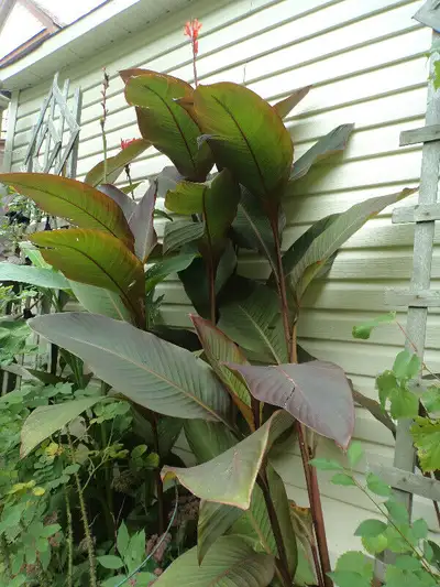 Canna Lily Bulbs, View more