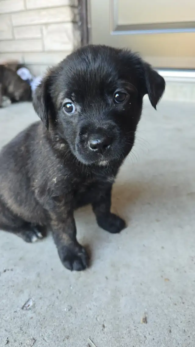 PUPPIES for Sale in Dogs & Puppies for Rehoming in Windsor Region - Image 6