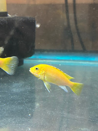 Yellow lab cichlids 