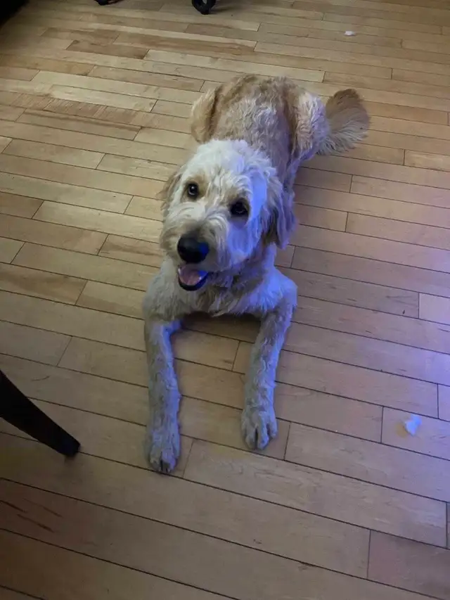 2 Dogs / Pets for Sale. Golden Doodle and Toy poodle in Dogs & Puppies for Rehoming in Ottawa - Image 9