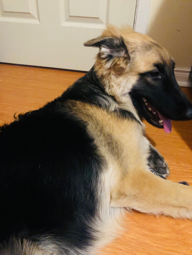 Urgentlyy!!!!!!!! Gorgeous Female German Shepherd Available !!!! in Dogs & Puppies for Rehoming in City of Toronto - Image 4