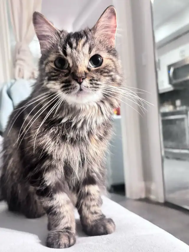 Maine Coon Cat Looking for a Loving Home