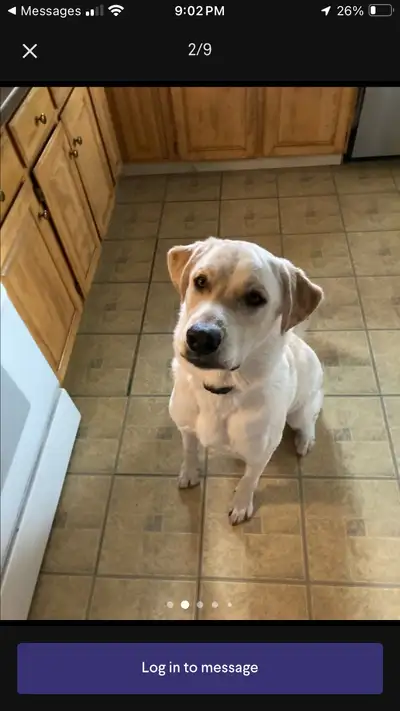 4 year old lab/ Pyrenees mix , View more