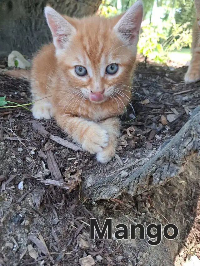 Cute kittens ready for new home ! in Cats & Kittens for Rehoming in Owen Sound - Image 10