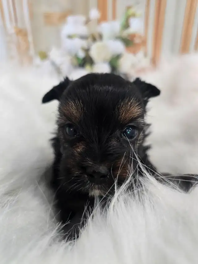 YORKSHIER TERRIER PUPPIES in Dogs & Puppies for Rehoming in Oshawa / Durham Region - Image 6