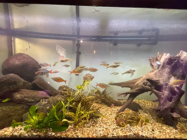 Rainbowfish in Fish for Rehoming in Brantford - Image 6