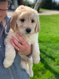 ⭐️READYTOGO!Golden doodle puppies