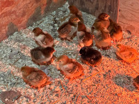 Rhode Island Red chicks 