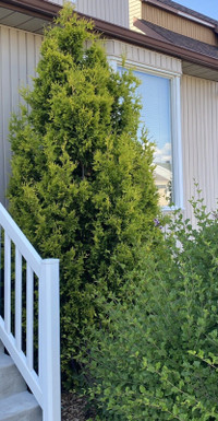 TALL TREE ORIENTAL ARBORVITAE CEDAR 5' x 10 ARBRE