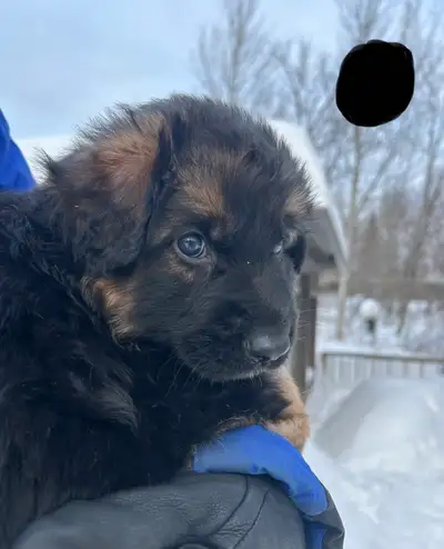 Chiots bergers allemands, View more