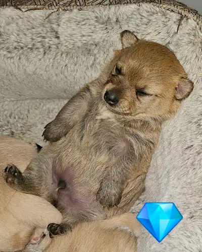 Chihuahua Cross Pomchi, View more