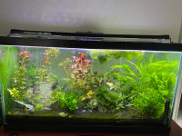 Aquarium complete - plants and shrimps 