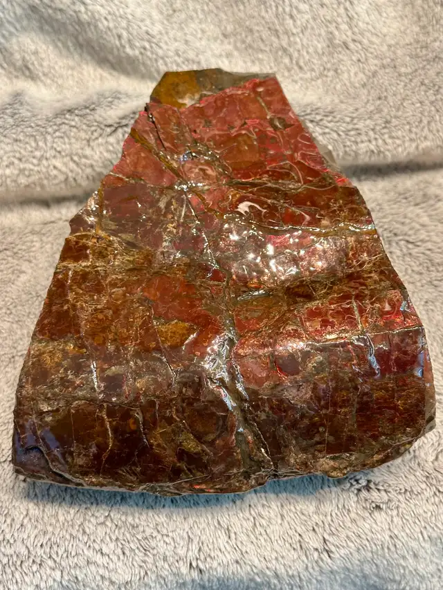 huge ammonite/ammolite display in Arts & Collectibles in Lethbridge - Image 3