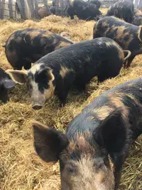 Butcher ready pasture pigs