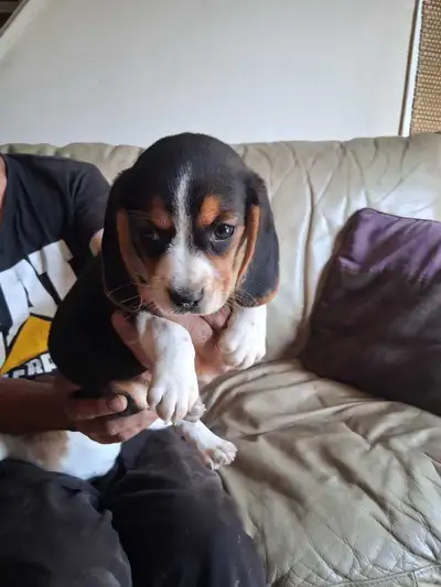 bébé beagle pocket, View more