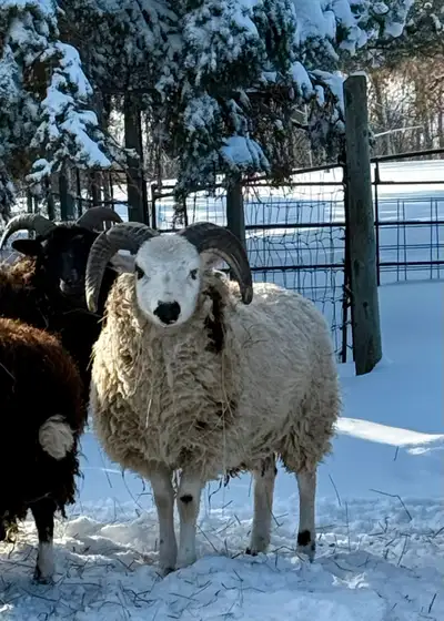 Sheep for sale, View more