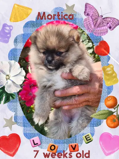 Pomeranian puppies not ready to until July 10th, View more