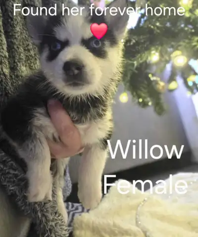 F1B (Husky): F1 Pomsky × pure Siberian Husky, View more